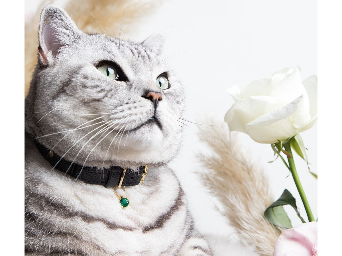CAT COLLAR CAVIAR