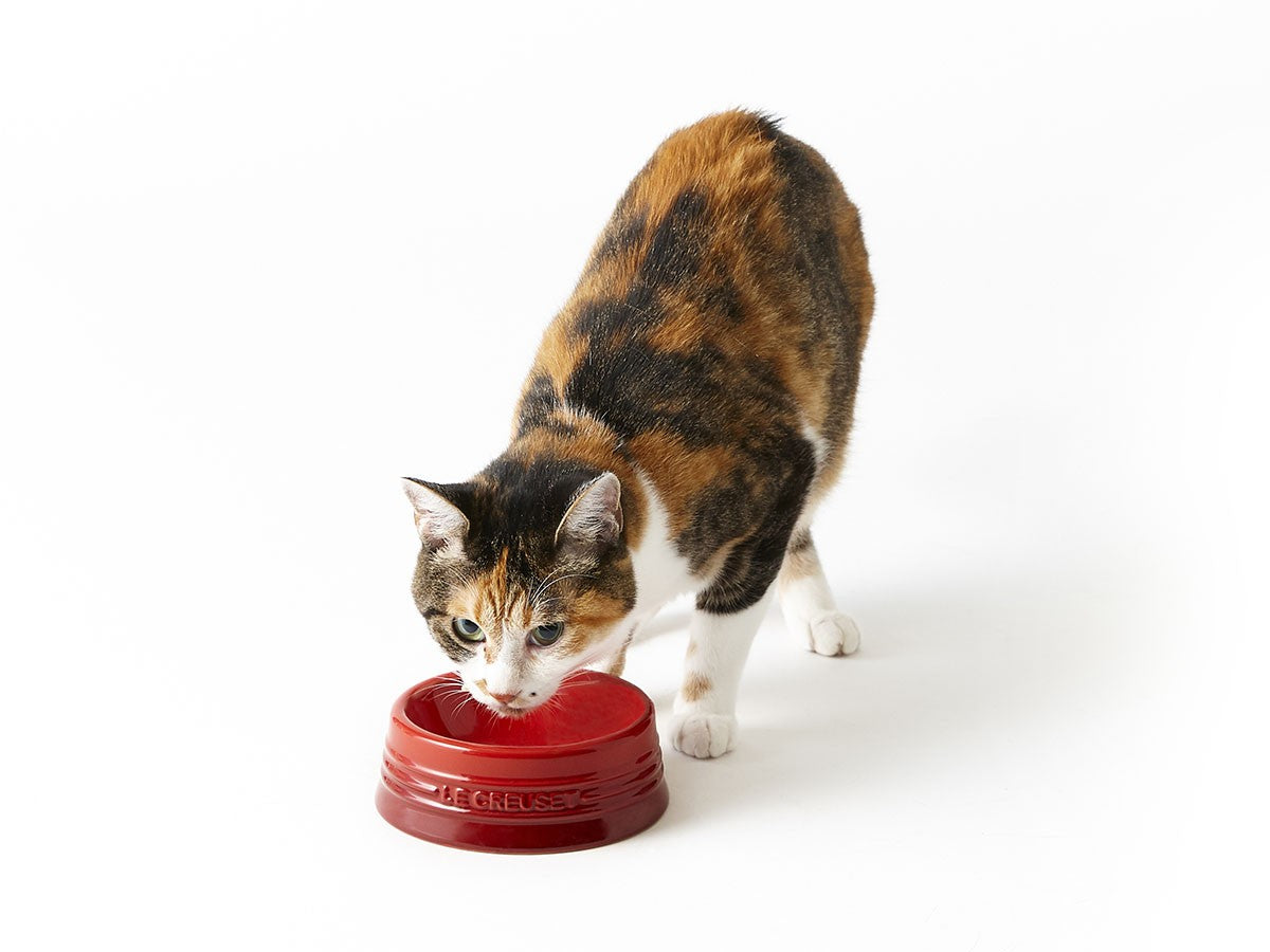 PET BOWL M_2