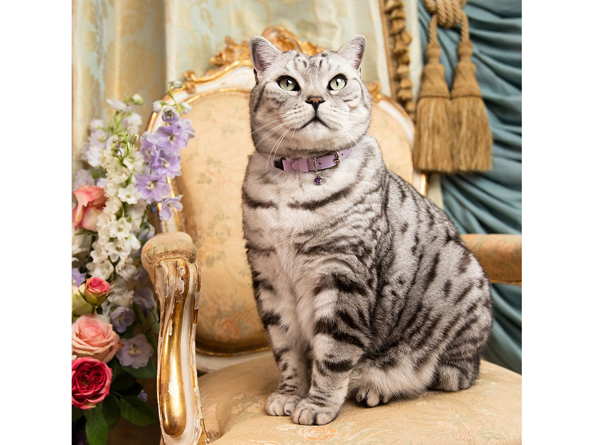 CAT COLLAR ROCOCO