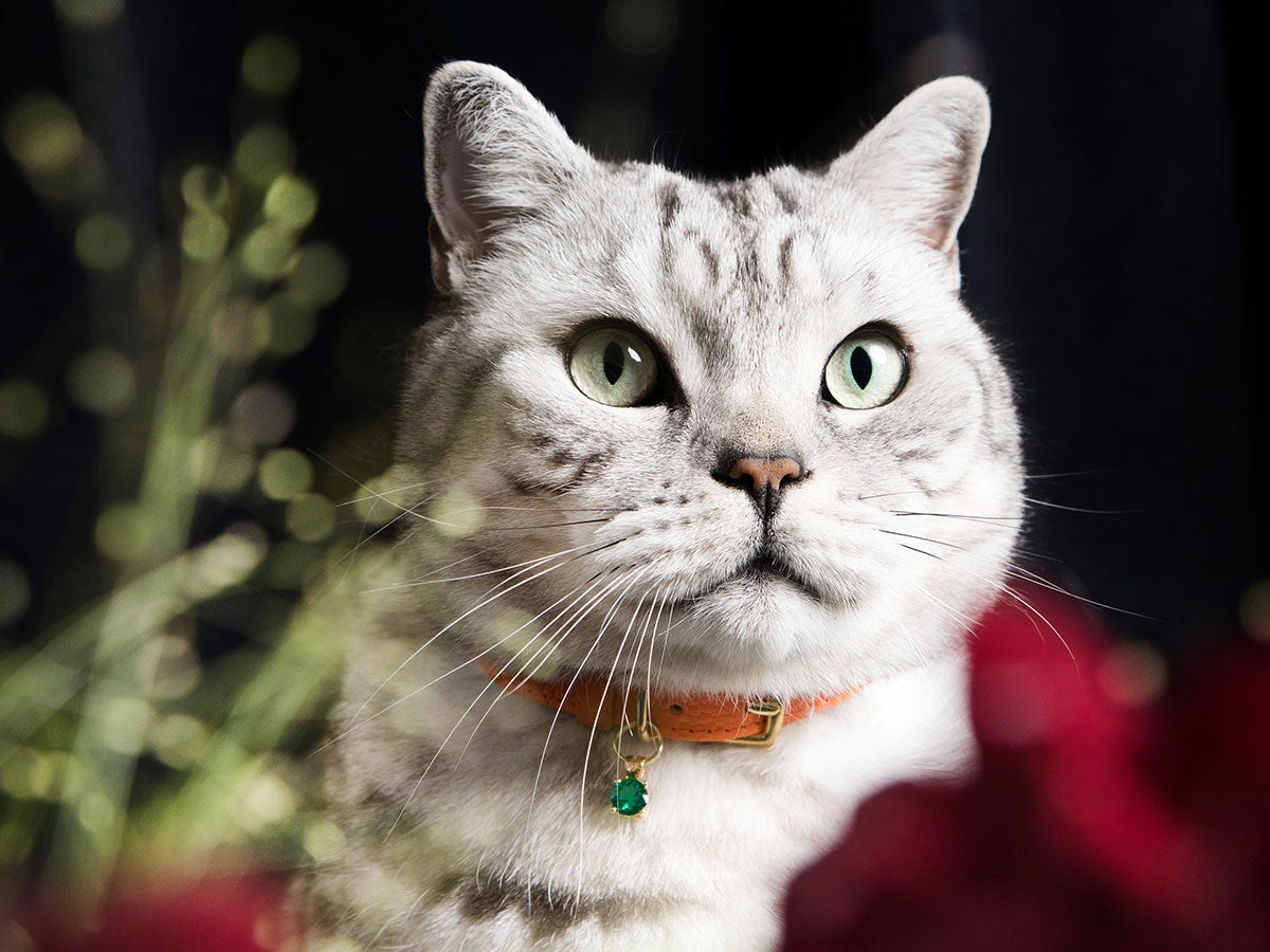 CAT COLLAR CAVIAR