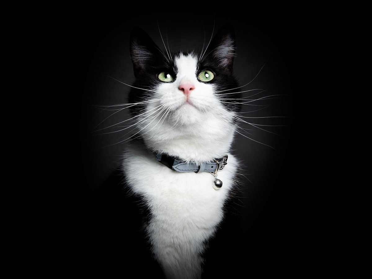 CAT COLLAR LUMINO LUX