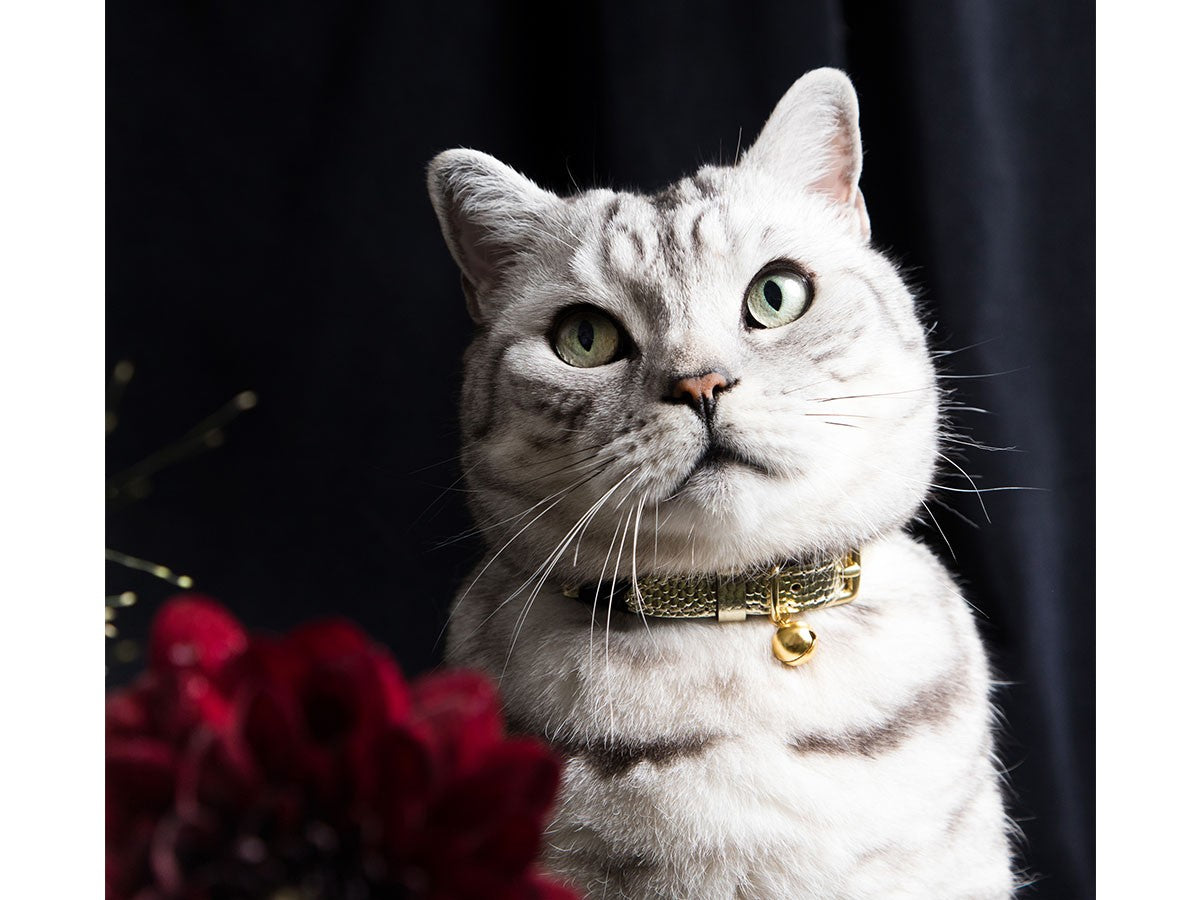 CAT COLLAR CAVIAR_4