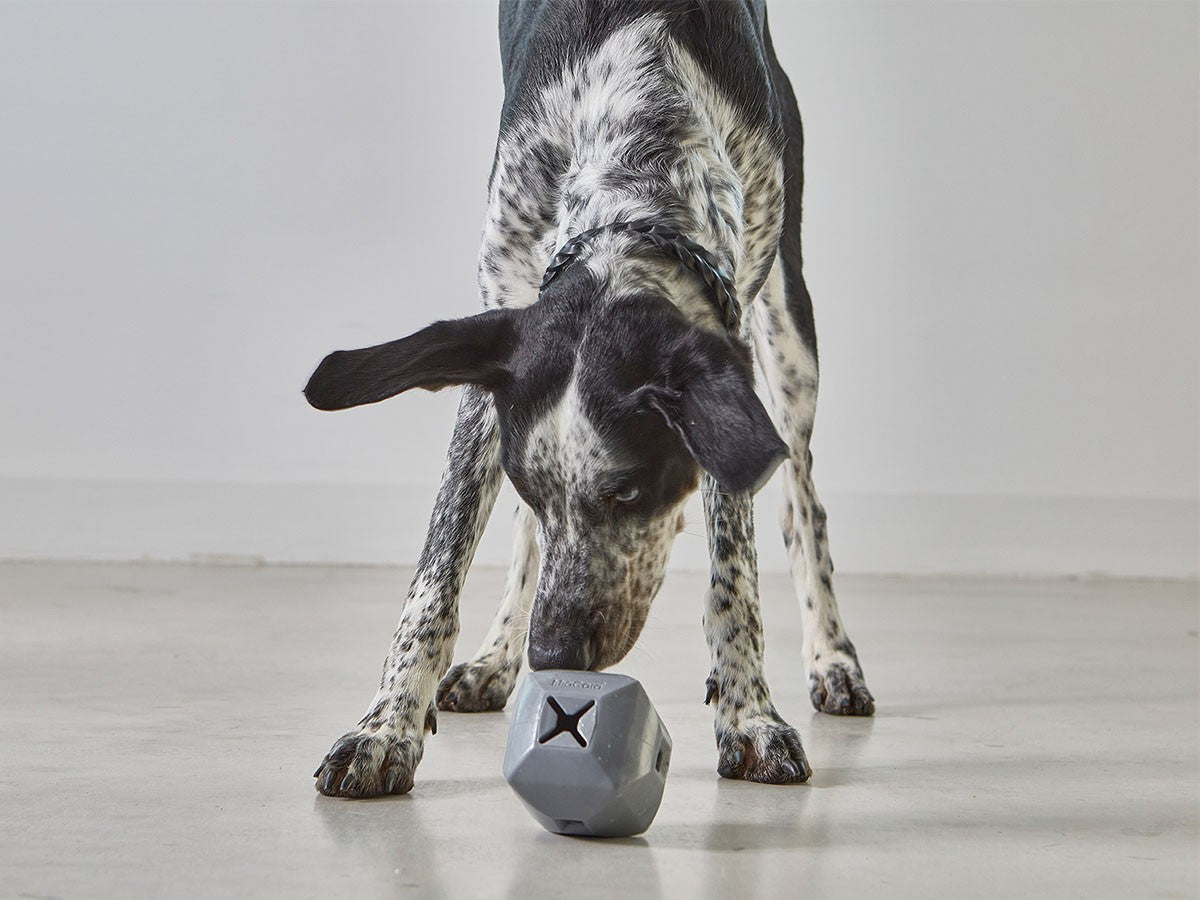 DADO DOG TOY