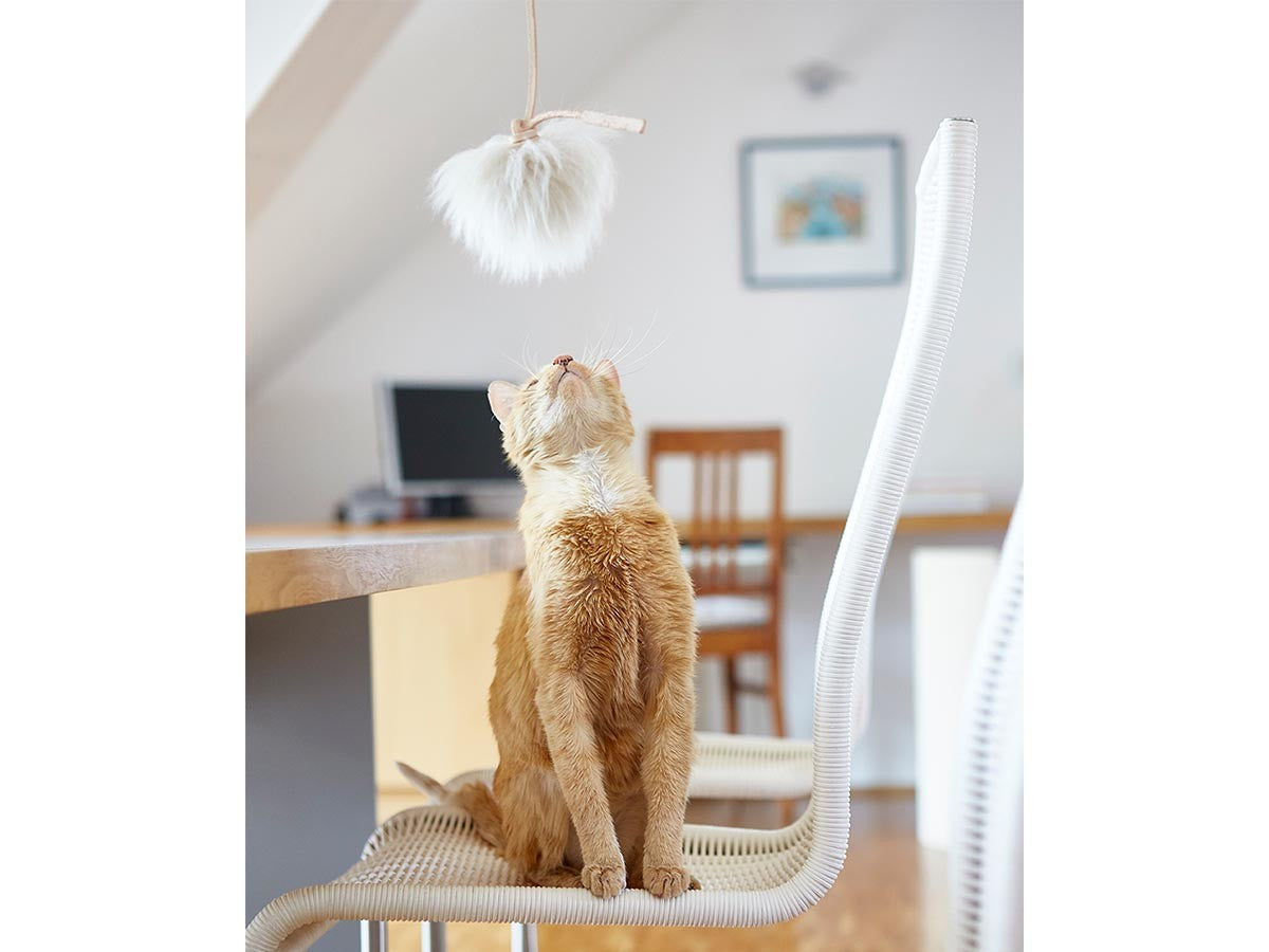 TOPO CAT TOY_3
