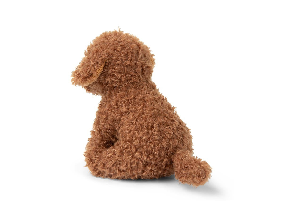 B.T. CHAPS LABRADOODLE_4