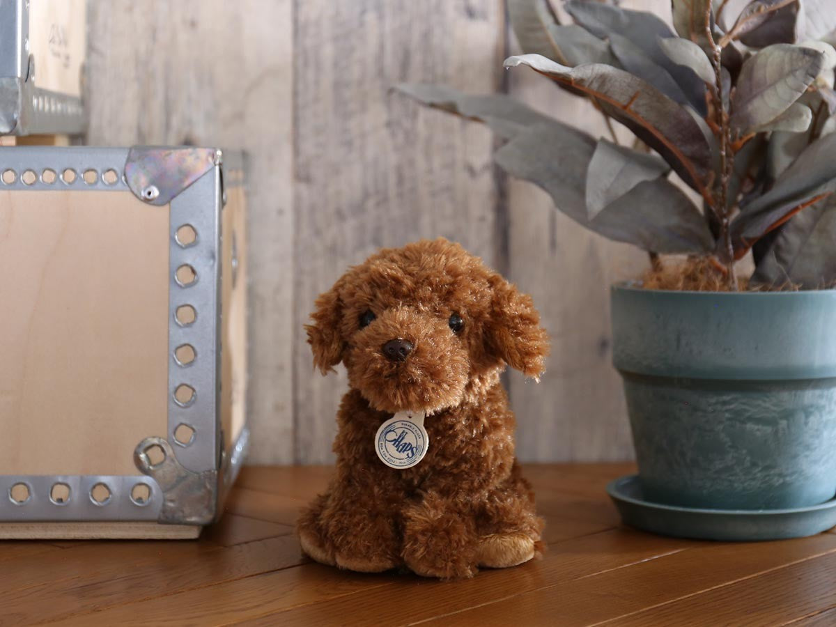 B.T. CHAPS LABRADOODLE