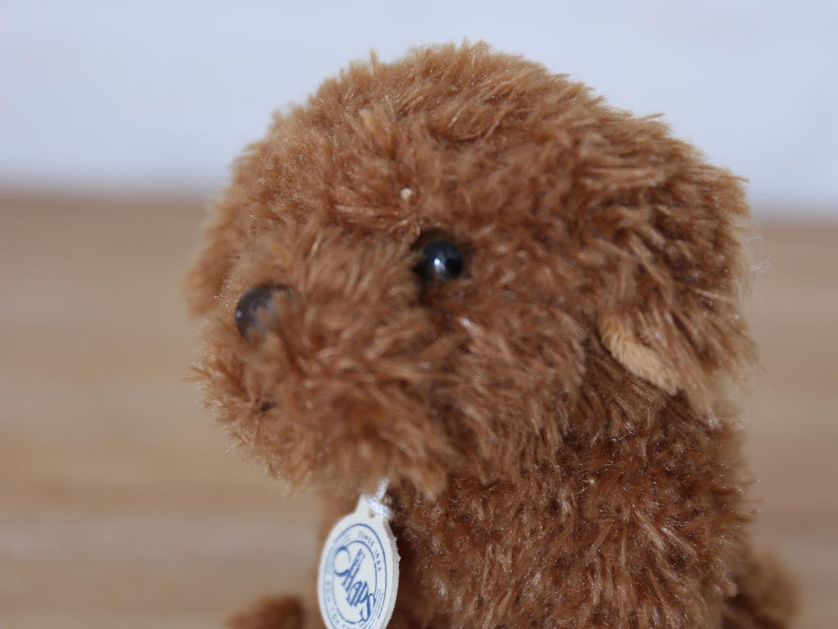 B.T. CHAPS LABRADOODLE