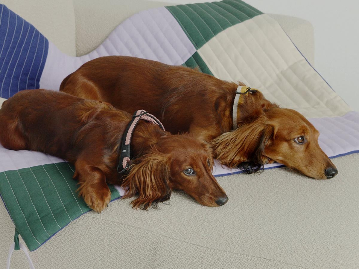 HAY DOGS BY HOLLY GOLIGHTLY DOGS TRAVEL BLANKET